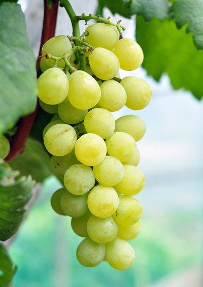 江蘇潤豐——葡萄正當(dāng)季